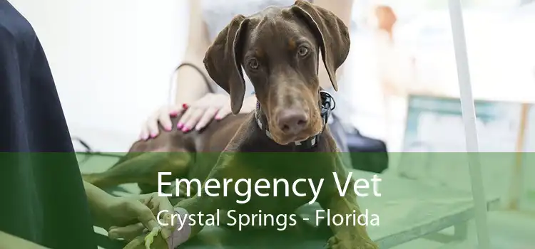 Emergency Vet Crystal Springs - Florida