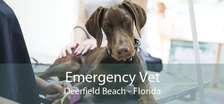 Emergency Vet Deerfield Beach - Florida
