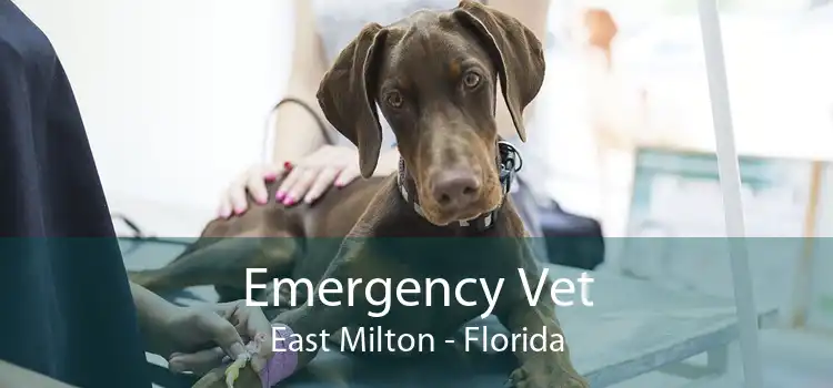 Emergency Vet East Milton - Florida