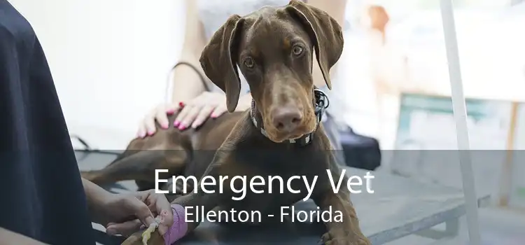 Emergency Vet Ellenton - Florida