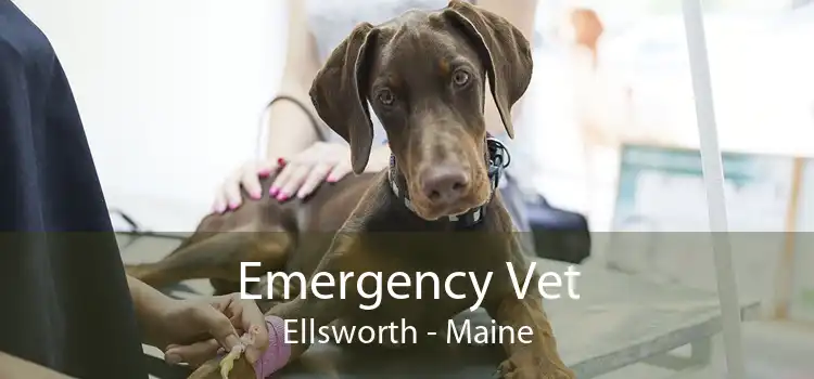 Emergency Vet Ellsworth - Maine