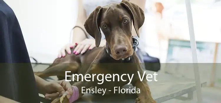 Emergency Vet Ensley - Florida