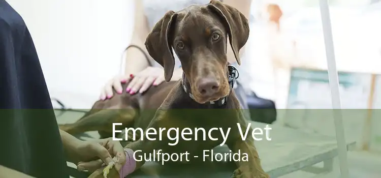 Emergency Vet Gulfport - Florida