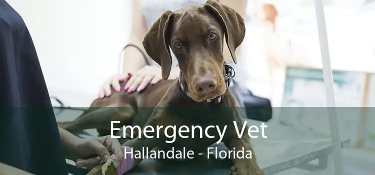 Emergency Vet Hallandale - Florida