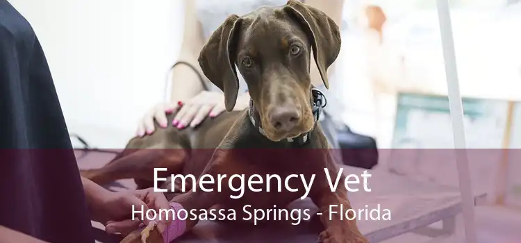 Emergency Vet Homosassa Springs - Florida