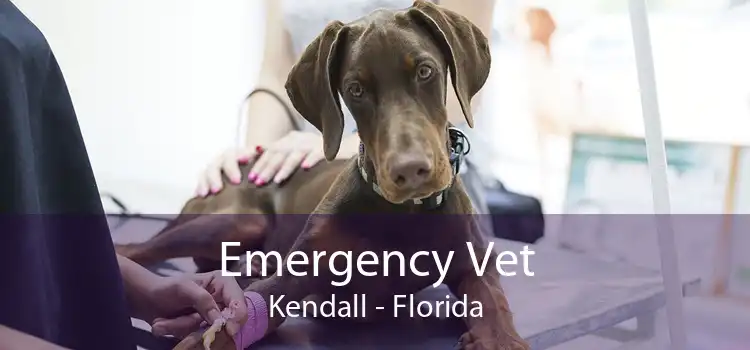 Emergency Vet Kendall - Florida