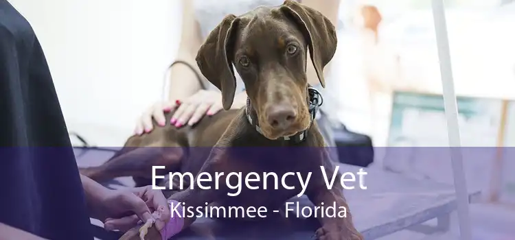 Emergency Vet Kissimmee - Florida