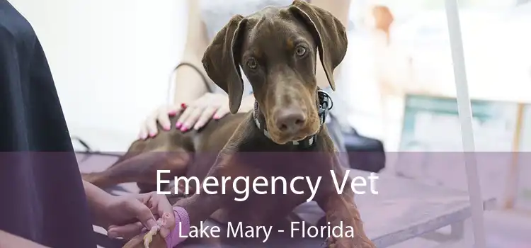 Emergency Vet Lake Mary - Florida