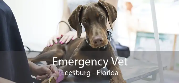 Emergency Vet Leesburg - Florida