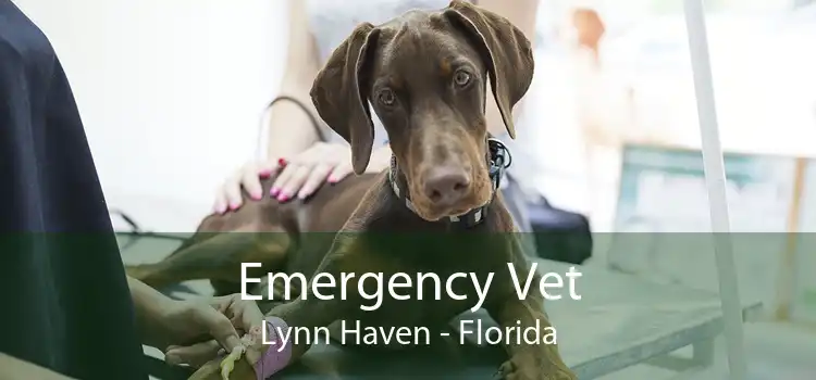 Emergency Vet Lynn Haven - Florida