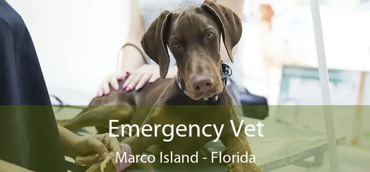 Emergency Vet Marco Island - Florida