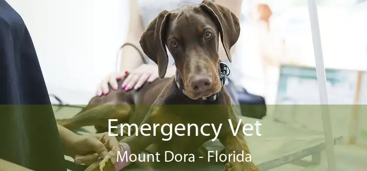 Emergency Vet Mount Dora - Florida