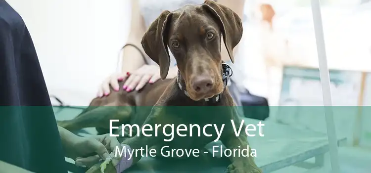 Emergency Vet Myrtle Grove - Florida