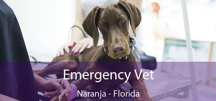 Emergency Vet Naranja - Florida