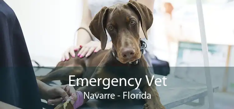 Emergency Vet Navarre - Florida