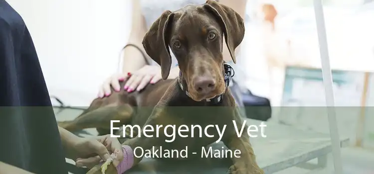 Emergency Vet Oakland - Maine