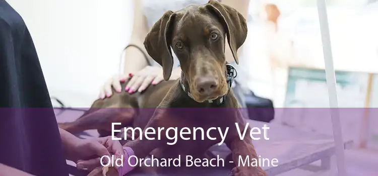 Emergency Vet Old Orchard Beach - Maine