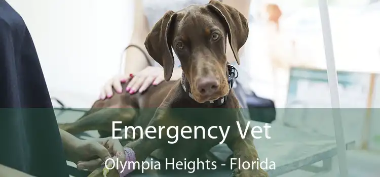 Emergency Vet Olympia Heights - Florida