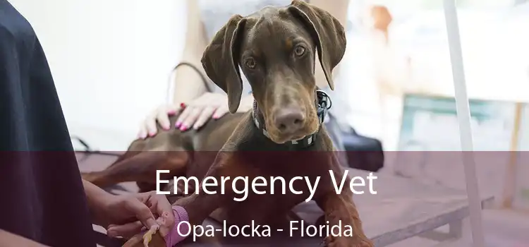 Emergency Vet Opa-locka - Florida