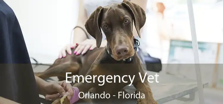 Emergency Vet Orlando - Florida