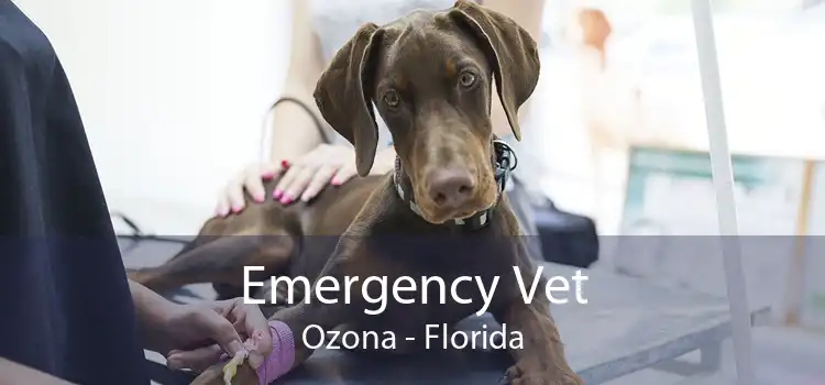 Emergency Vet Ozona - Florida
