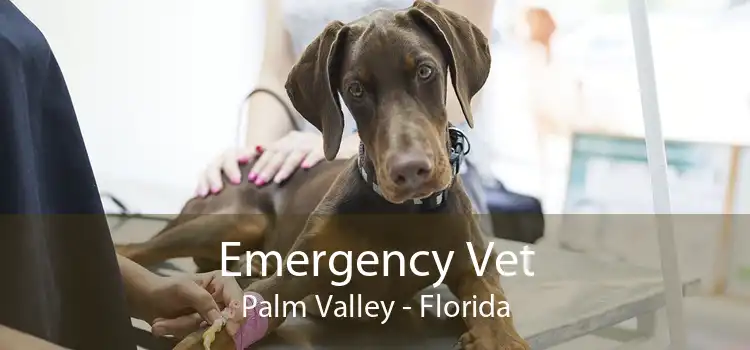 Emergency Vet Palm Valley - Florida
