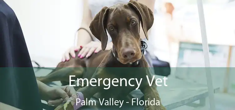 Emergency Vet Palm Valley - Florida