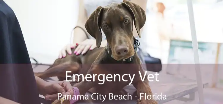 Emergency Vet Panama City Beach - Florida