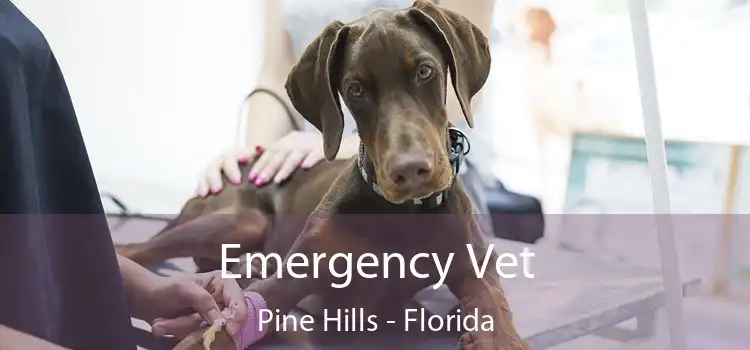Emergency Vet Pine Hills - Florida