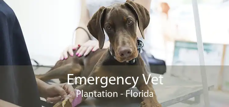 Emergency Vet Plantation - Florida