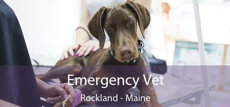 Emergency Vet Rockland - Maine