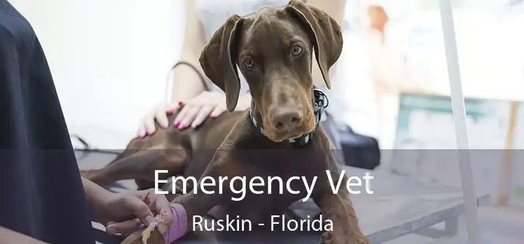 Emergency Vet Ruskin - Florida