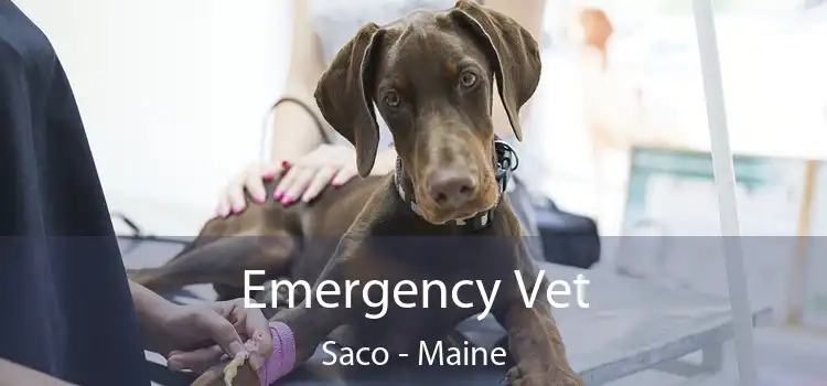 Emergency Vet Saco - Maine