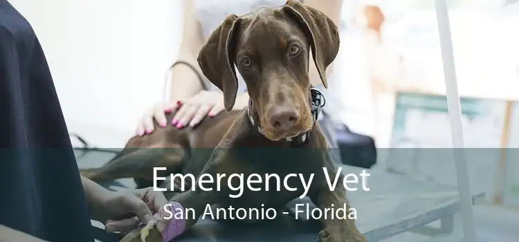 Emergency Vet San Antonio - Florida
