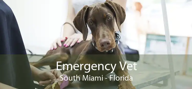 Emergency Vet South Miami - Florida
