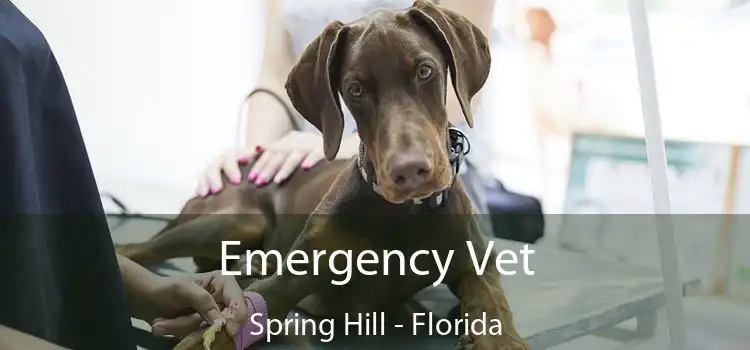 Emergency Vet Spring Hill - Florida