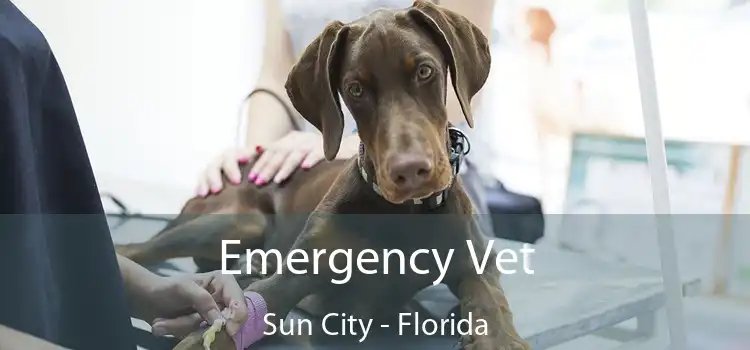 Emergency Vet Sun City - Florida