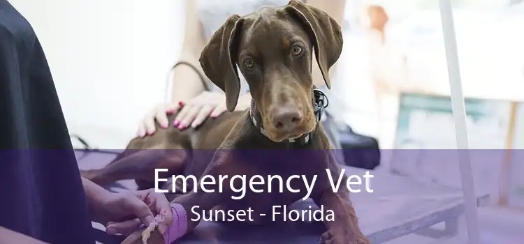 Emergency Vet Sunset - Florida