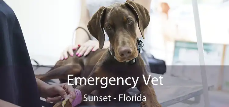 Emergency Vet Sunset - Florida