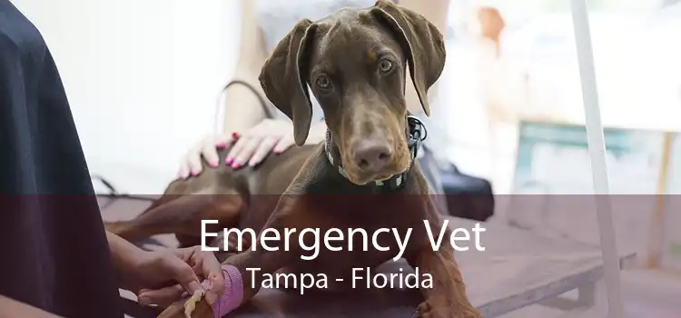 Emergency Vet Tampa - Florida