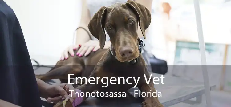 Emergency Vet Thonotosassa - Florida