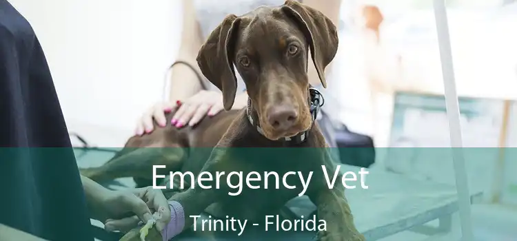 Emergency Vet Trinity - Florida