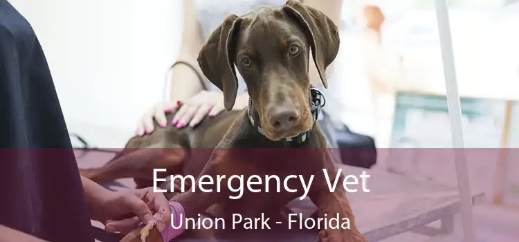 Emergency Vet Union Park - Florida