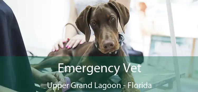 Emergency Vet Upper Grand Lagoon - Florida