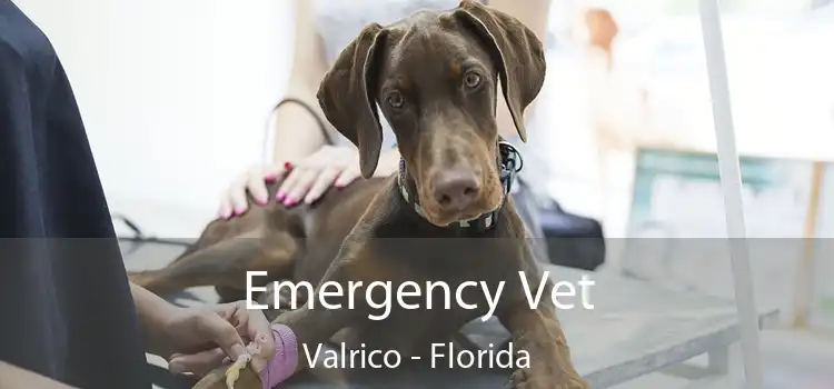 Emergency Vet Valrico - Florida