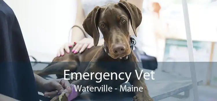 Emergency Vet Waterville - Maine