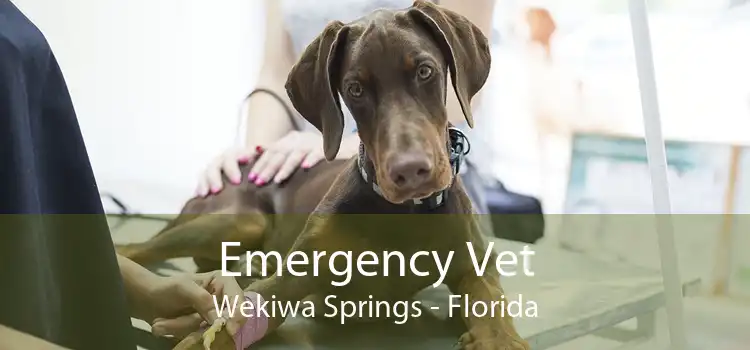 Emergency Vet Wekiwa Springs - Florida