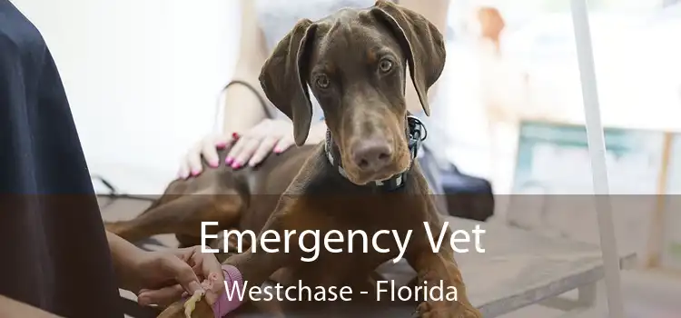 Emergency Vet Westchase - Florida
