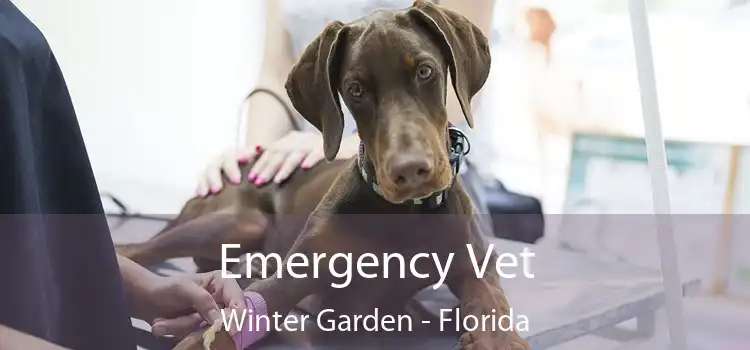 Emergency Vet Winter Garden - Florida