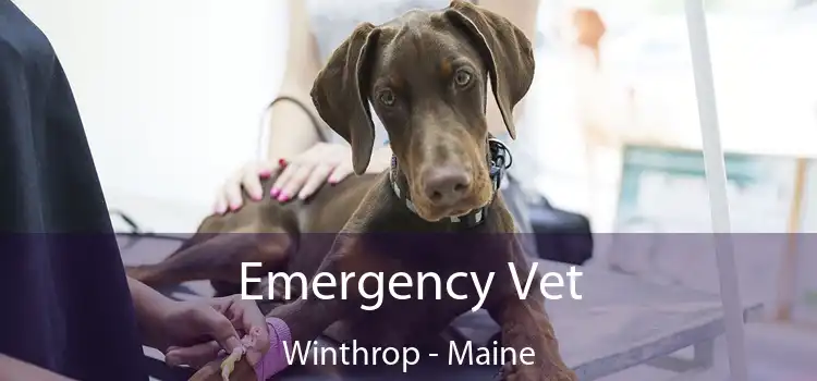 Emergency Vet Winthrop - Maine